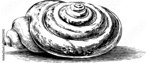 Vintage hand drawn illustration of a radial spiralling shell for retro design