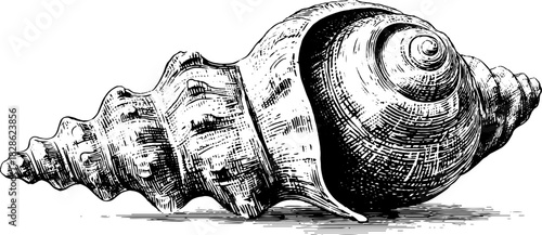 Decorative engraved radial spiraling shell illustration for design