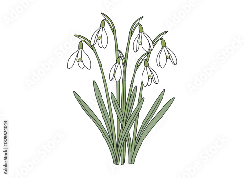 Delicate snowdrop flowers appear alone on a white background, rendered in a detailed hand‑drawn contour illustration that realistically portrays a spring woodland perennial in an antique style