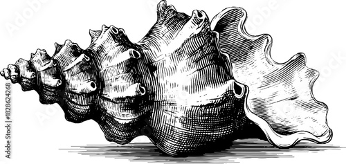 Intricate engraved illustration of a spiral marine turban shell
