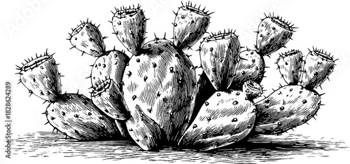 Decorative engraving of spiny cactus pad for botanical design
