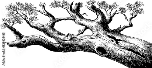 Weathered tree branch engraving art for decorative design and print