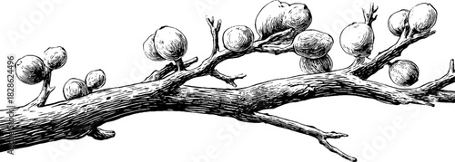 Abstract branching rod in vintage engraving style for artistic design