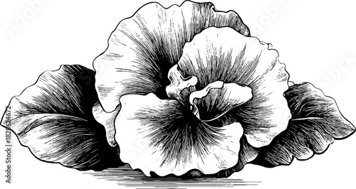 Decorative inverted cup blossom engraving for vintage botanical art