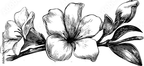 Decorative engraving of inverted blossom with detailed floral design for art and craft projects