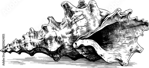 Vintage engraving of asymmetrical conch shell for decorative design