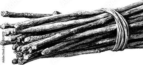 Engraved decorative illustration bundled dried seagrass vintage sketch hand drawn.
