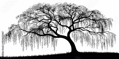 Illustration of a weeping willow tree with cascading branches in black and gray tones
