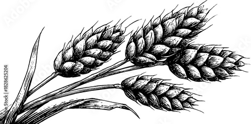 Engraved decorative illustration of compact rye crop seed cluster for vintage design