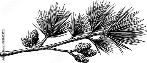 Vintage engraved illustration of decorative compressed pine needle for botanical design