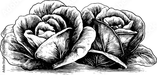 Decorative engraving of compressed sea lettuce illustrating vintage botanical art