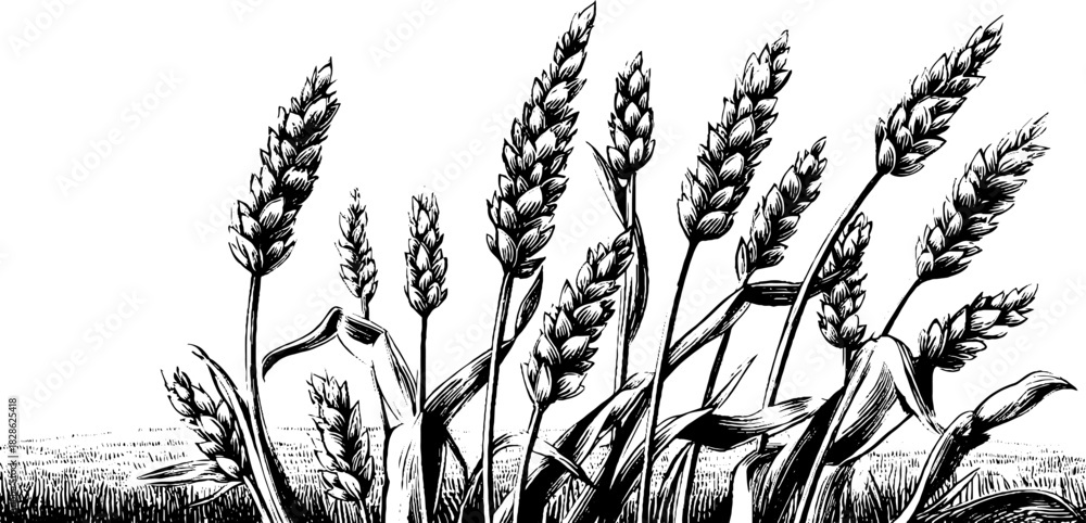 Naklejka premium Vintage hand-drawn engraving of dense wild grain tassels for retro design