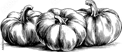 Vintage engraved illustration of curled dried pumpkin peel for autumn design