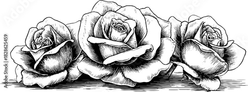 Decorative engraving of desert gypsum roses in vintage hand-drawn style