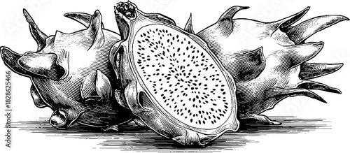 Vintage engraved illustration of dried dragonfruit slices for design and decoration