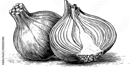 Vintage engraved illustration of dried fennel bulb slices for retro design