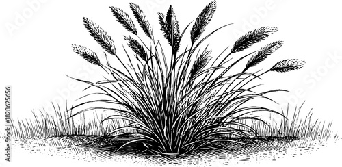 Vintage decorative engraving of flattened winter grass design for print and poster