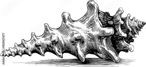 Decorative fluted seashell engraving – vintage hand drawn illustration for nautical-themed designs