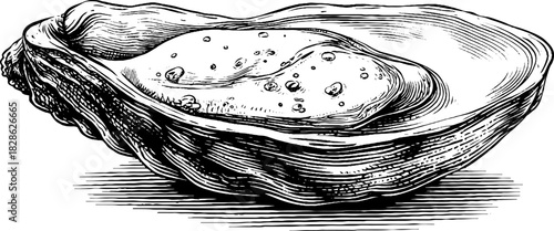 Vintage engraved illustration of a shallow abalone shell design for decorative purposes