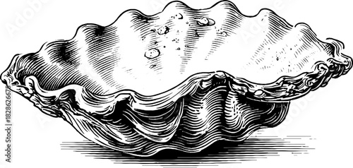 Vintage engraved illustration of decorative shallow abalone shell