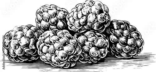 Decorative engraving of shrivelled dried mulberries - vintage design for print or poster