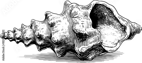 Intricate shell design - vintage engraved illustration for nautical decor projects