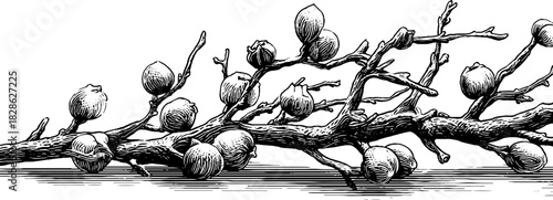 Intricate engraving of woven hazel branches for decorative design