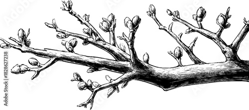 Intricate woven hazel branches engraving design for decor and art
