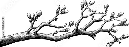 Intricate decorative illustration of woven hazel tree branches in vintage engraving style