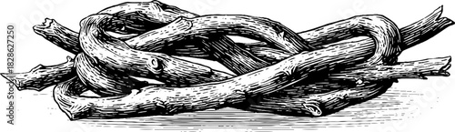 Decorative engraving of woven willow lattice - vintage hand drawn design for print