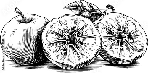 Vintage engraving of wrinkled dehydrated apples for decorative art and design