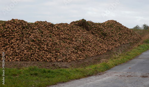 a massive pile of freshly harvested sugar beets is lying next to a rural road