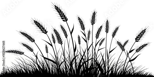 Silhouette of wheat plants growing in a field with a white background behind them