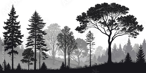 Silhouette of diverse trees in a forest landscape with varying heights and densities