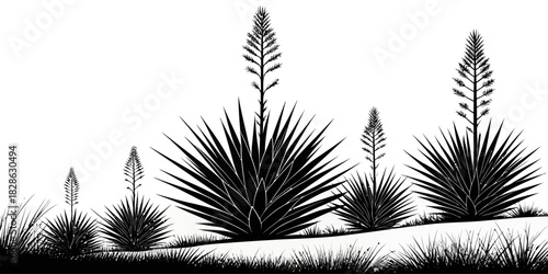 Silhouette of several yucca plants with flower stalks in a landscape setting scene