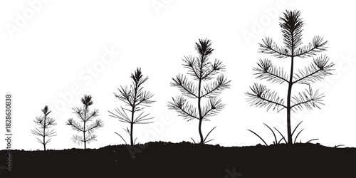 Progression of pine trees from seedling to mature tree in black and white silhouette