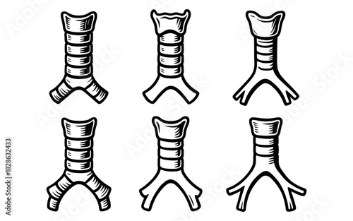 Hand drawn bronchial tree variations: detailed anatomy illustrations