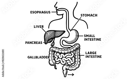 Human digestive system diagram with labeled organs in linear style