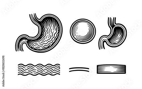 Detailed anatomy of human stomach and muscle fibers in black and white design