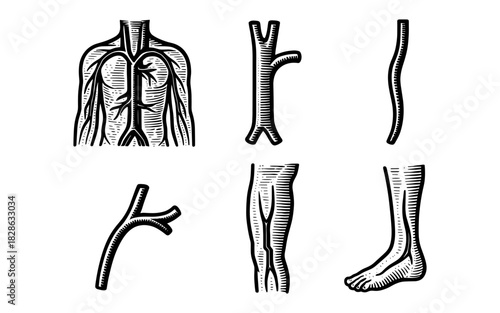 Collection of anatomical vein engravings in vintage woodcut style
