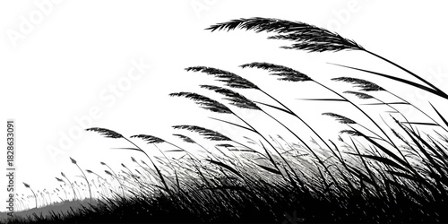 Silhouette of tall grass and reeds blowing in the wind against a white background