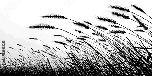 Silhouette of wheat field in black and white with a cloudy background and wind blowing