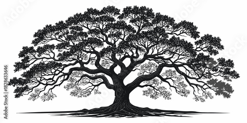 Illustration of a large tree with sprawling branches and dense foliage in black and white
