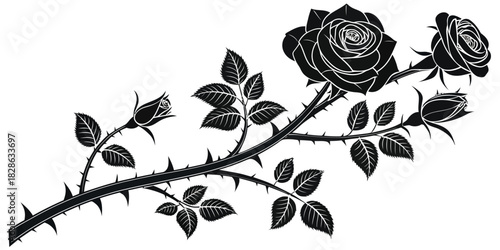 Black and white illustration of a rose branch with thorns and blooming roses buds