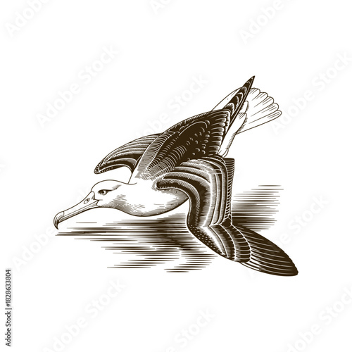 Vintage engraving woodcut albatross vector illustration art design