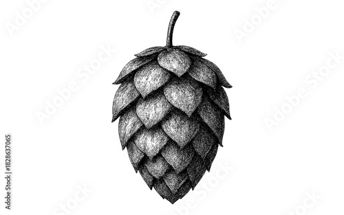 Detailed ink drawing of hop cone for craft beer design and botanical projects