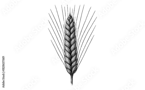 Hand drawn barley ear with detailed lines and patterns for agriculture design