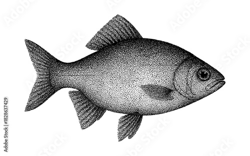Detailed pointillism drawing of fish with scales and fins in black and white