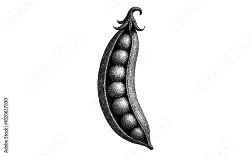 Detailed vintage pea pod drawing with stipple effect for botanical designs