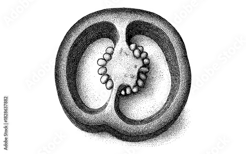 Stippled cross section of a tomato slice with seeds